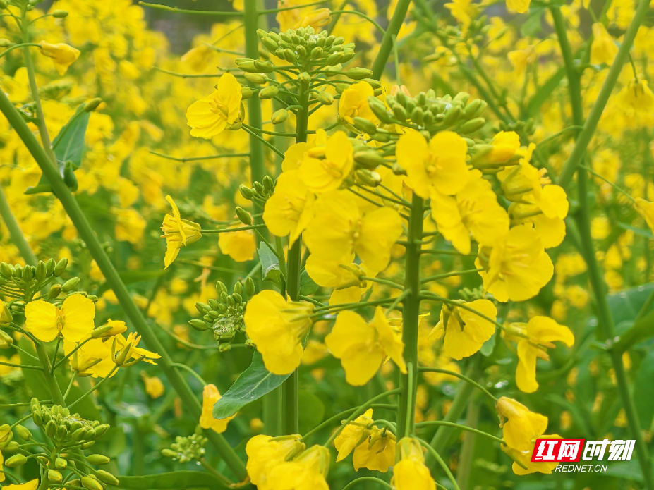 微信图片_20260309134338_1768_214.jpg 微信图片_20260309134338_1768_214.jpg