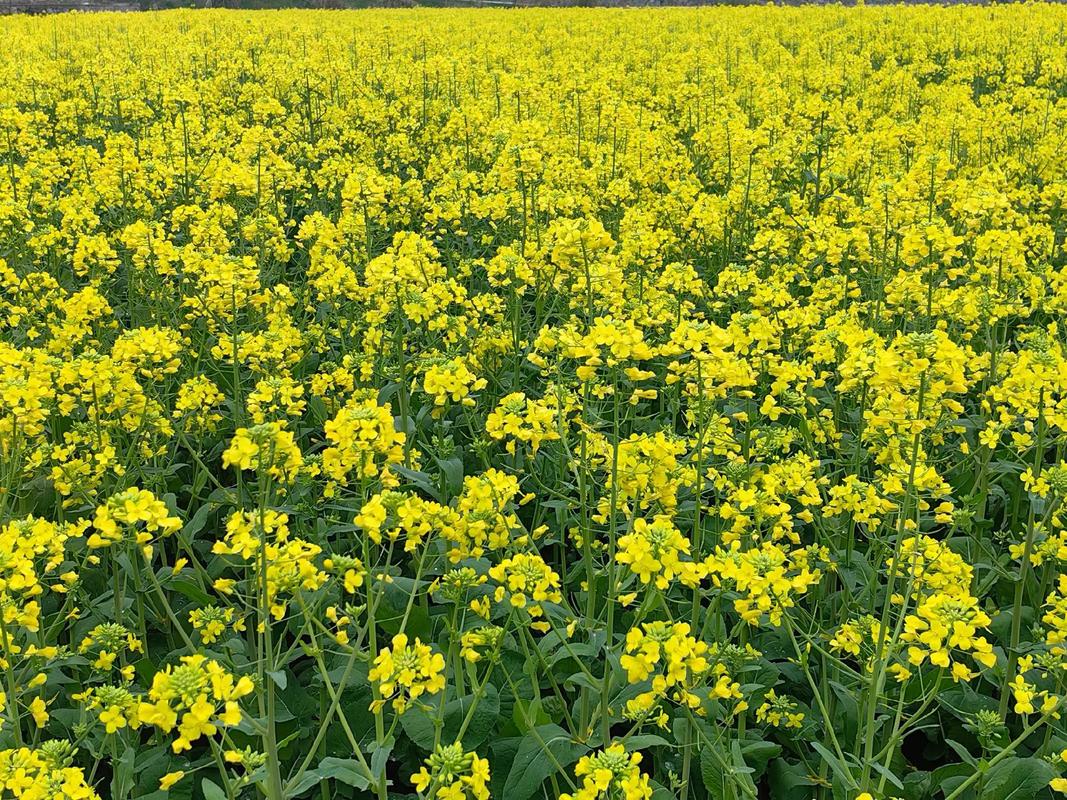 零陵：万亩油菜花正艳