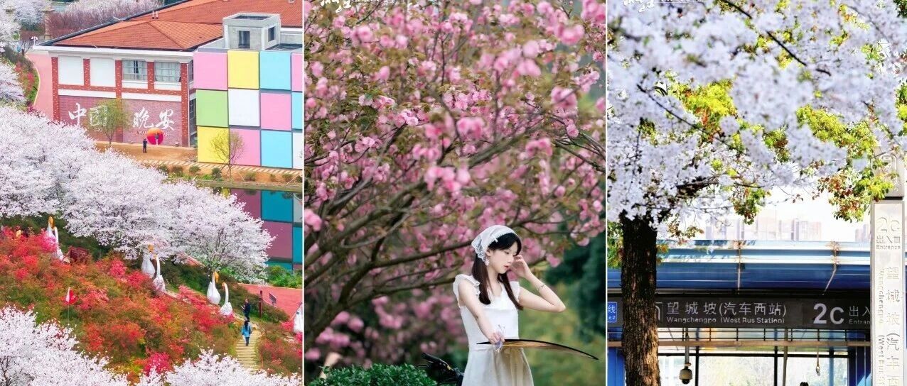 免费！超美！长沙8个赏樱花点位来了→