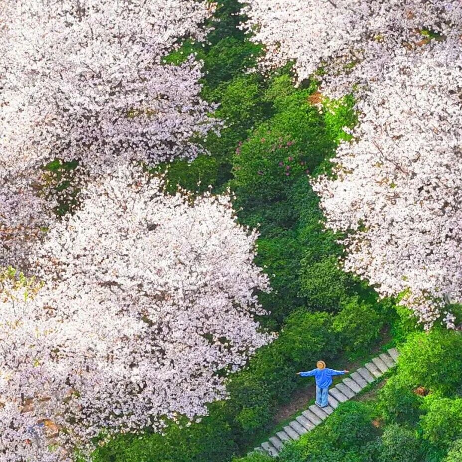 星城无处不飞花丨全部免费！新区赏樱花点位来了