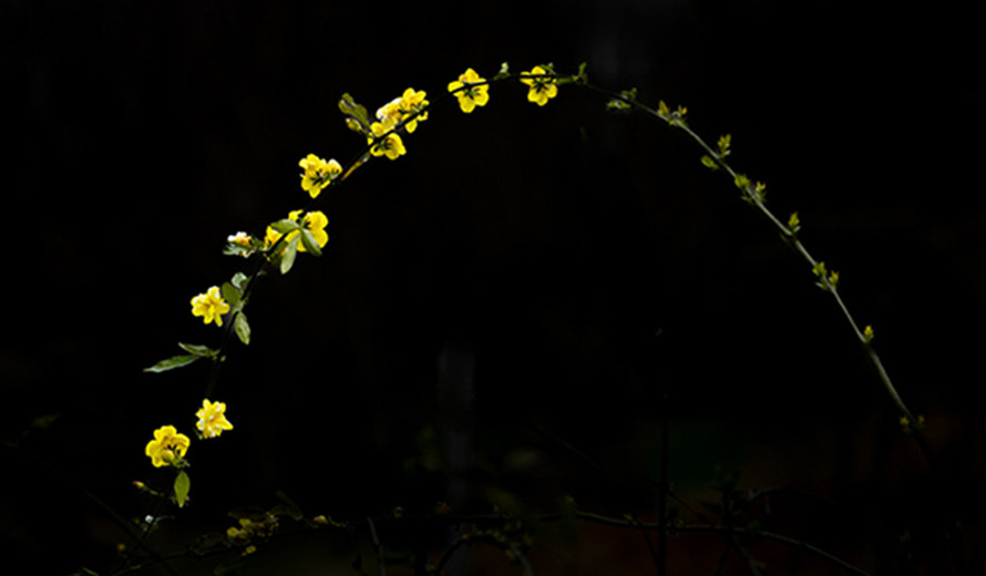 株洲神农湖畔，迎春花先报春