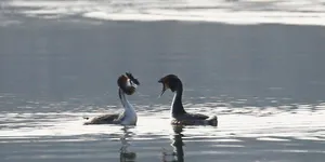 凤头䴙䴘正在举办一场“水上婚礼”