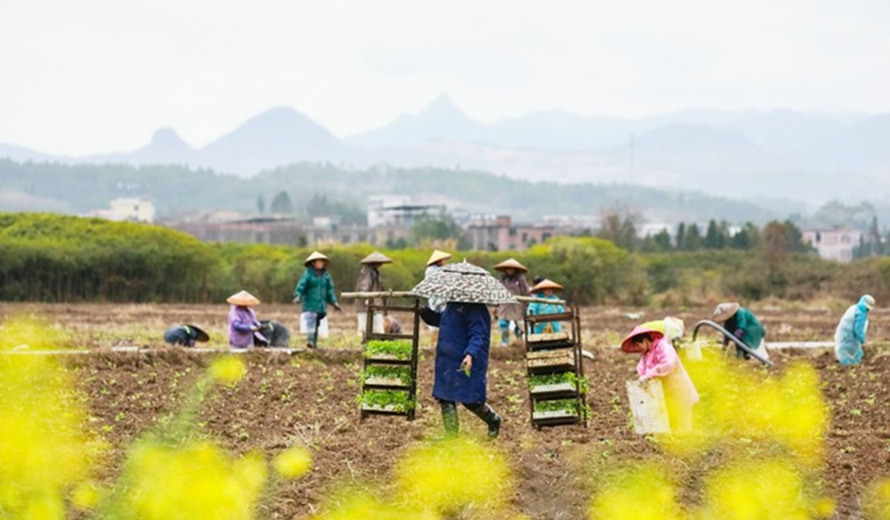 湖南新田：春雨绵绵种秧忙（组图）