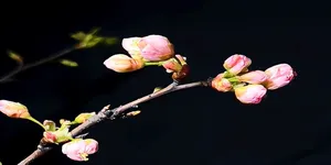 延时摄影看桃花朵朵开