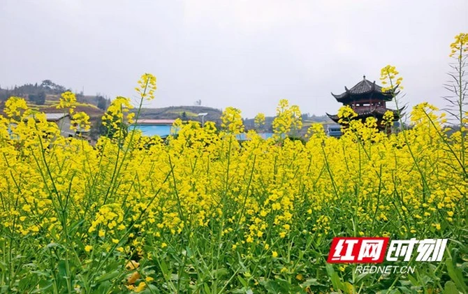 泸溪县大陂流村油菜花绽放  满目金黄迎客来