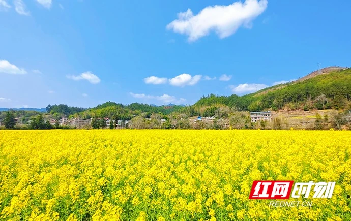 组图 | 桂东大塘：千亩金黄赴春约