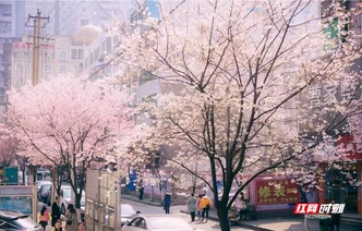 花映常德·情满武陵