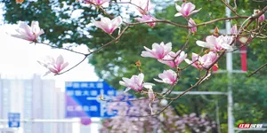 白如雪粉似霞 衡阳蔡伦大道换上“春日盛装”