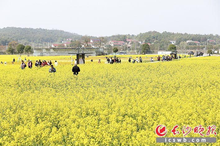 11日，隆平稻作公园内五彩油菜花竞相绽放，吸引大批市民游客前来拍照打卡。 长沙晚报全媒体记者 贺文兵 摄