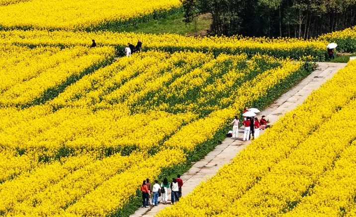 【赴春之约】金色花海已就位！株洲荷塘徐家塘油菜花迎来最佳观赏期