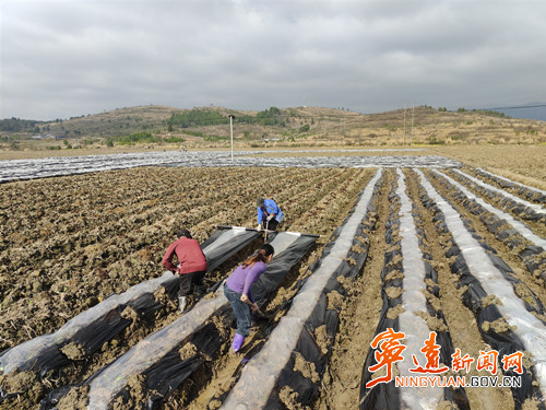 宁远县鲤溪镇：抢抓农时植新绿 烟叶产业促振兴_副本500.jpg