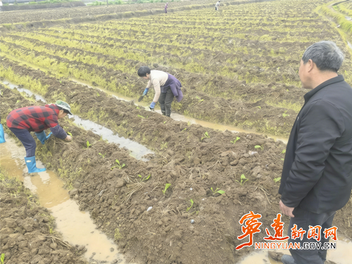 宁远：“田秀才”传技忙 烟田育苗增收新希望_副本500.png