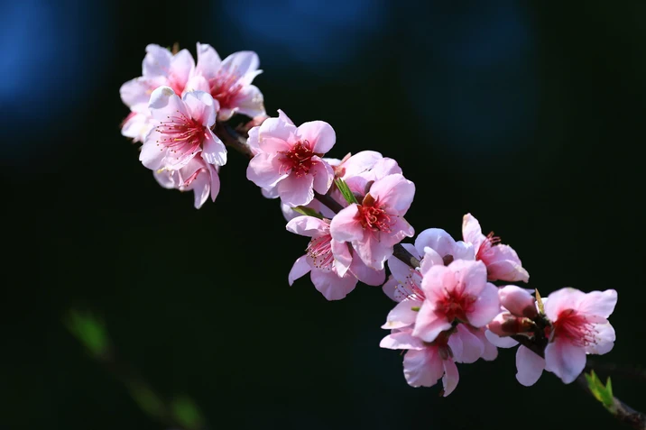 组图丨春天的雨湖公园：芳香四溢，沁人心脾