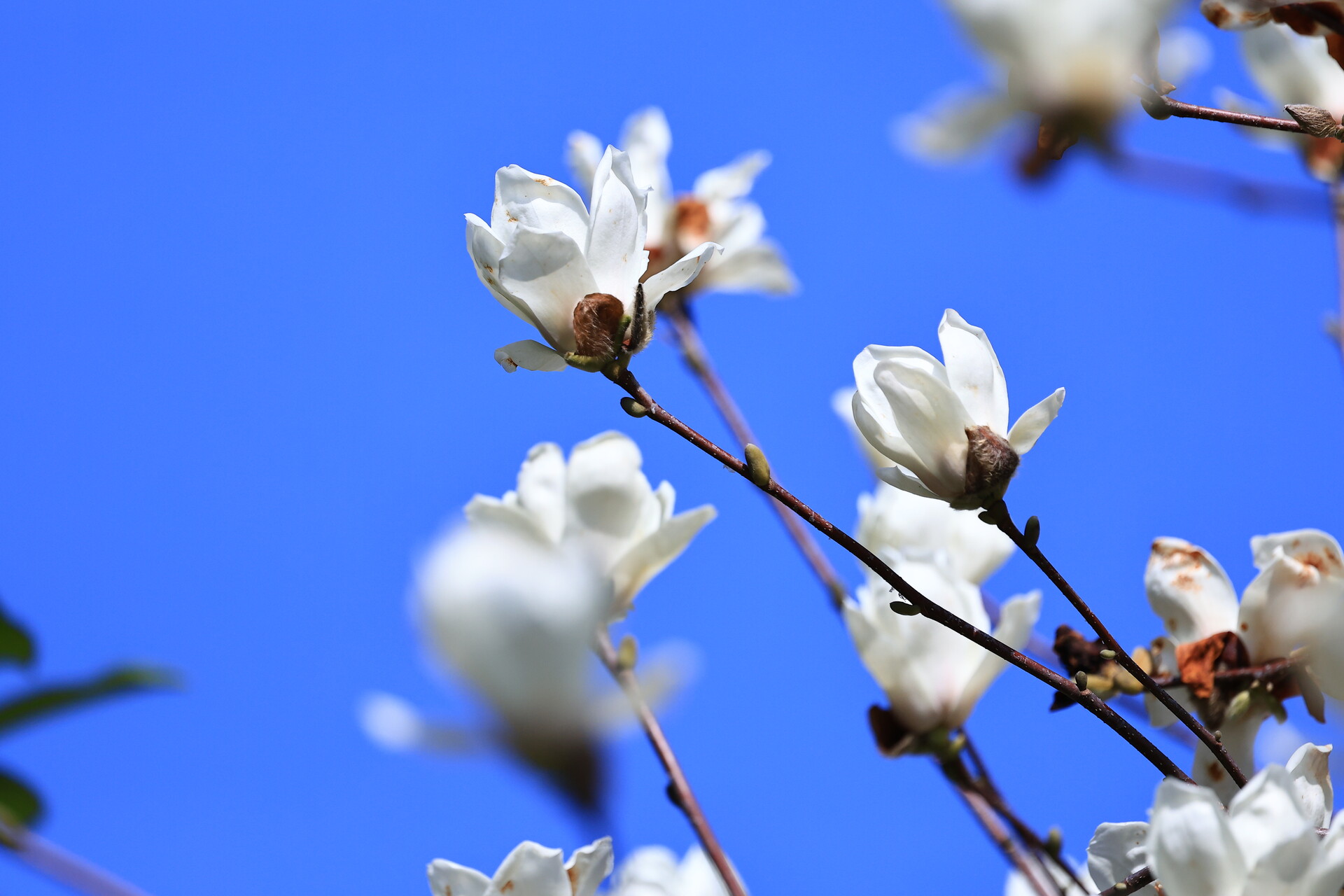 组图丨春天的雨湖公园：芳香四溢，沁人心脾