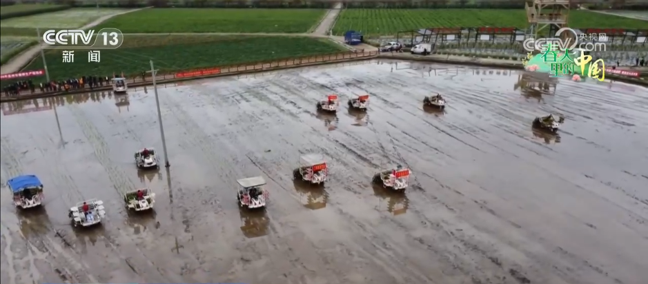 稻油轮作让“冬闲田”变“增收田” 金色花海扮靓乡村振兴“致富路”