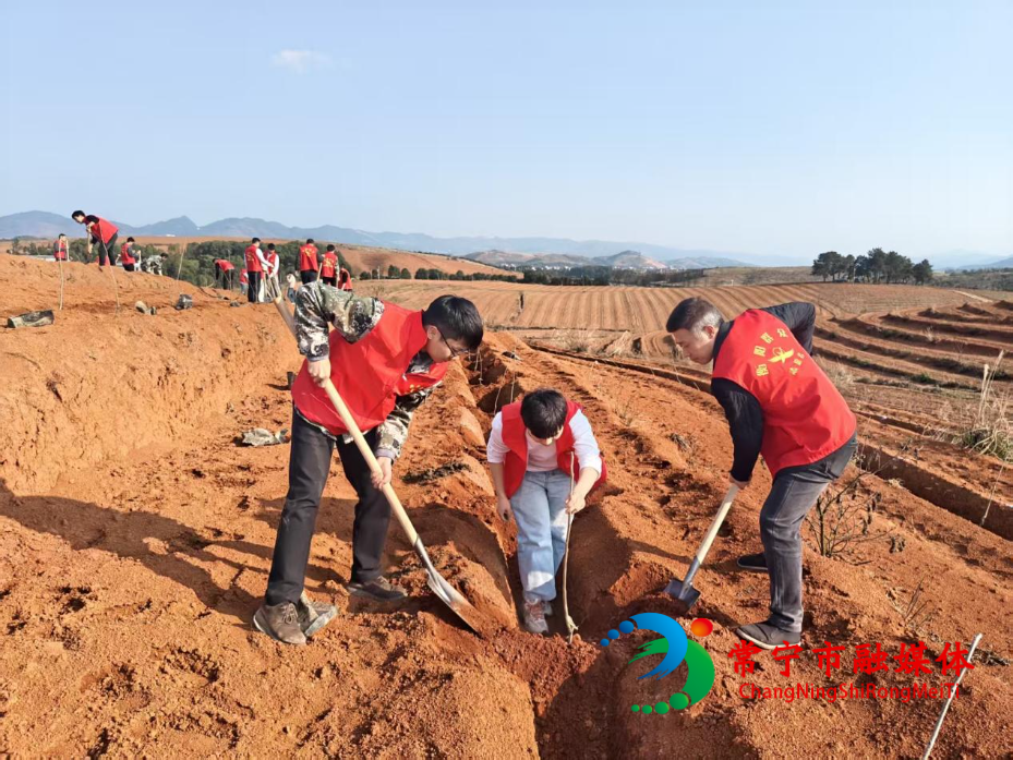 白沙砂糖橘1.jpg 白沙砂糖橘1.jpg