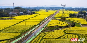 攸县宁家坪的春天，是被油菜花叫醒的