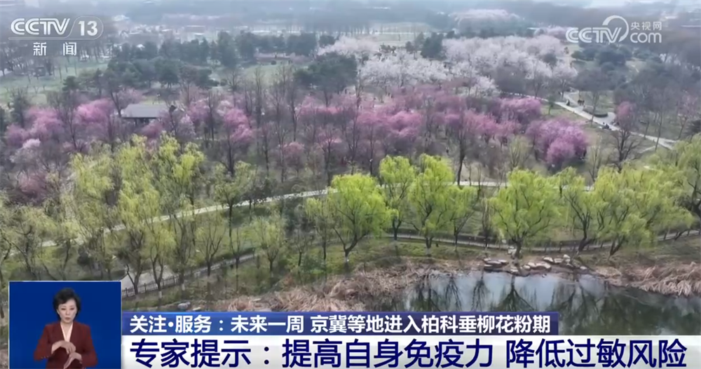 未来一周京冀等地进入柏科垂柳花粉期 易过敏人群如何科学防护？一起了解↓