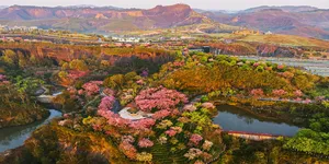 雾锁茶山樱未醒，半是云霞半是花