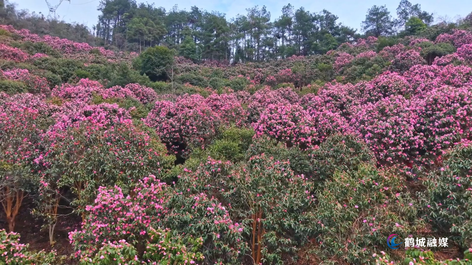 怀化市鹤城区：森林公园300亩山茶花绽放引游人踏春赏花（半成品）.mp4_20260316_154813.472.jpg