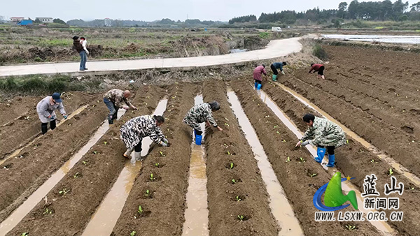 蓝山县烤烟移栽正当时 技术护航促丰收1.jpg