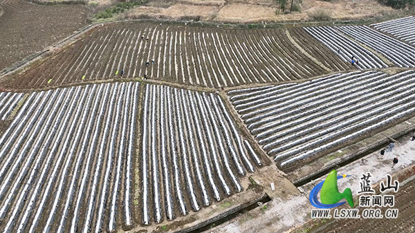 蓝山县烤烟移栽正当时 技术护航促丰收2.jpg