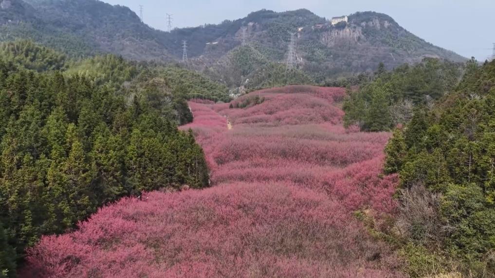 新华视点｜春日盛景赋能“花经济” 文旅融合焕发新活力