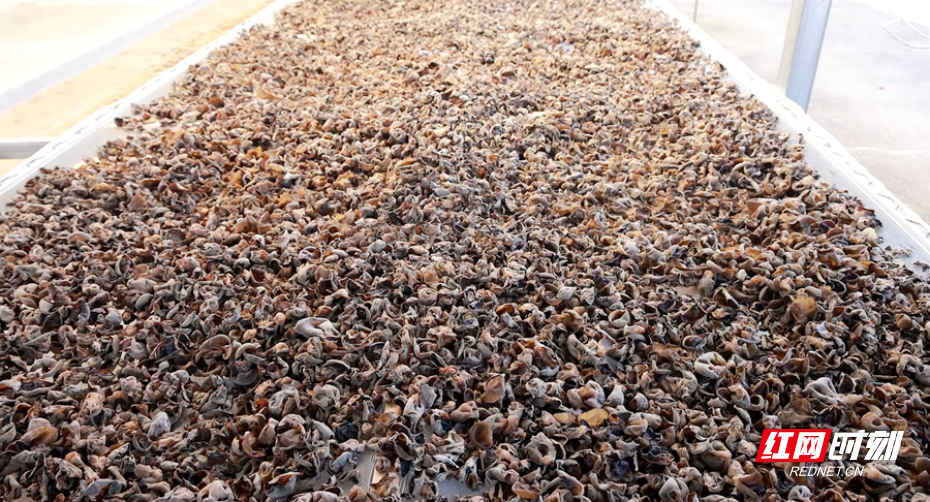 黑木耳 07_副本.png