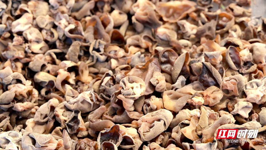 黑木耳 08_副本.png