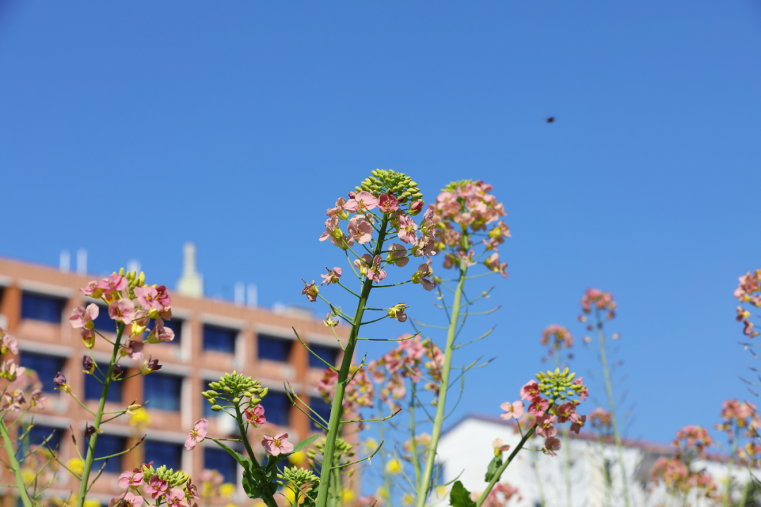 湖南农业大学春日花海上线，速来打卡！