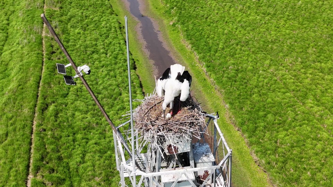 东方白鹳幼崽破壳 连续三年“安家”南县见证生态之美