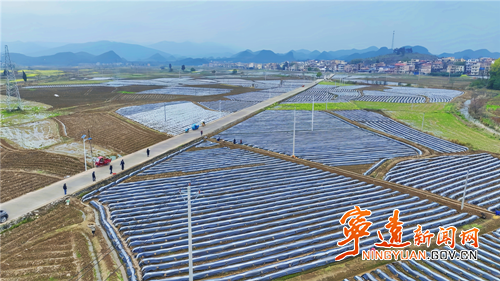 宁远：烤烟移栽收尾忙 技术护航促增收_副本500.png