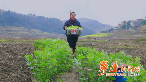 宁远：烤烟移栽收尾忙 技术护航促增收2_副本500.png