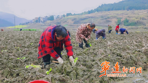 宁远：烤烟移栽收尾忙 技术护航促增收3_副本500.png