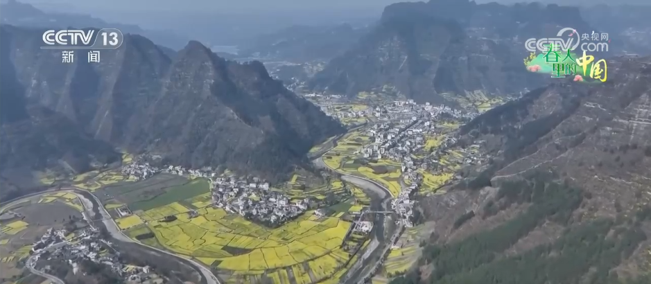 一片金色花海，把“春日流量”装进了村民的“钱袋子”
