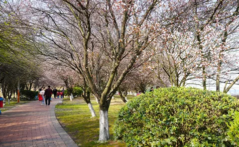 组图 | 繁花映江岸 幸福满莲乡