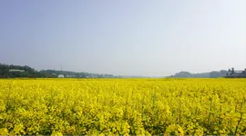 组图 |  易俗河镇高桥村千亩油菜花盛开等你赴一场金色之约