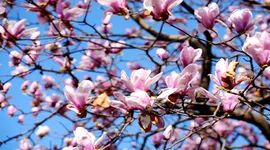 组图 | 春风拂面玉兰香