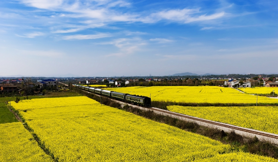 【每日一图@湖南】开往春天的绿皮火车，驶进醴陵的金色花海