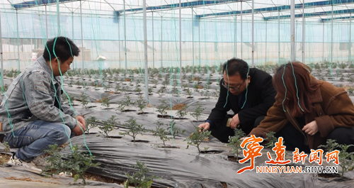 宁远：春耕正当时 蔬菜移栽忙3_副本500.png