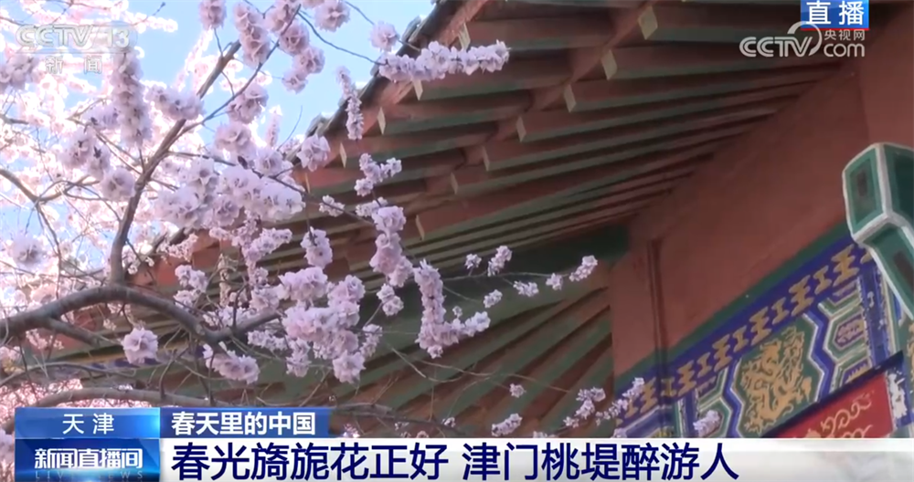 “赏花经济”激活新消费场景 “农文旅”融合让特色产业成为乡村振兴新引擎