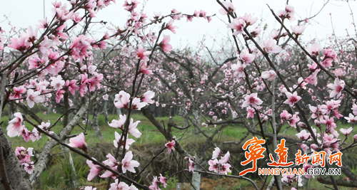 宁远县仁和镇：桃花竞相绽放 绘就乡村春日画卷2_副本500.png