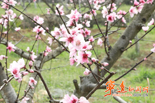 宁远县仁和镇：桃花竞相绽放 绘就乡村春日画卷3_副本500.jpg
