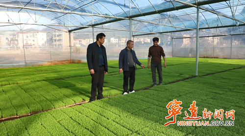 宁远：智能化育秧提速春耕生产3_副本500.png