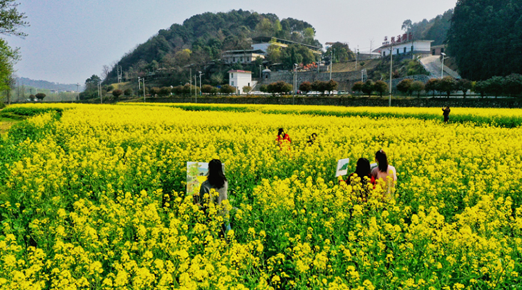 桂阳县：“赏花经济”激活文旅消费新活力