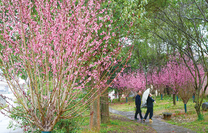 一湾碧水映桃红，万千新绿“动”人家
