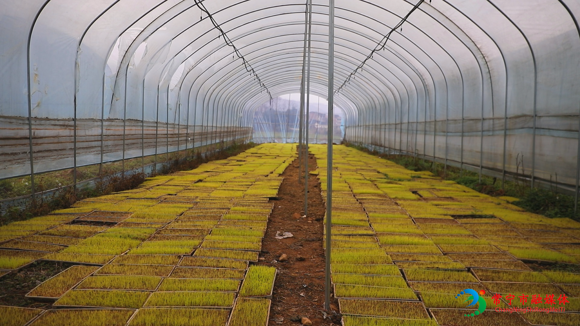 洋泉育秧 (5).jpg