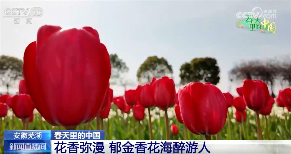 共赴浪漫的春日之约 “花”样新体验让“赏花游”延伸为促消费“活力链条”