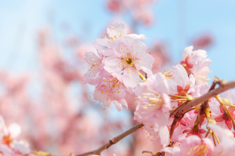 刘国瑛：二十四节气丛谈•春分