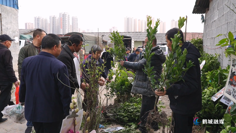 春植正当时 鹤城农贸集市果树苗木销售火爆.mp4_20260320_144753.450.jpg 春植正当时 鹤城农贸集市果树苗木销售火爆.mp4_20260320_144753.450.jpg